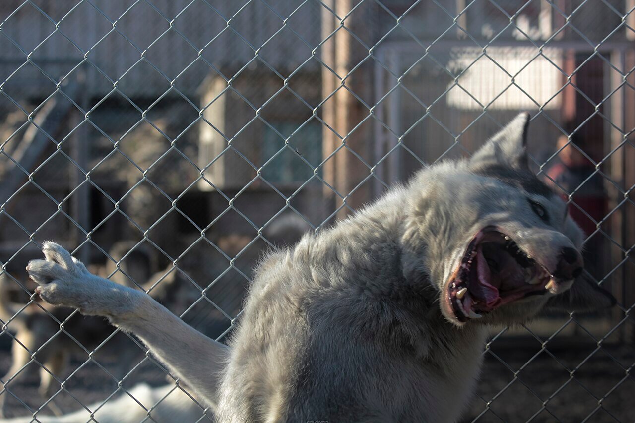 Dog sledding