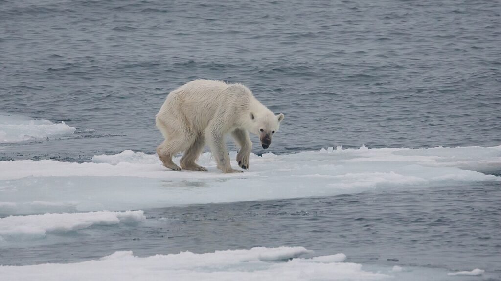 Svalbard vs Mainland Norway: Which Arctic Destination to Choose
