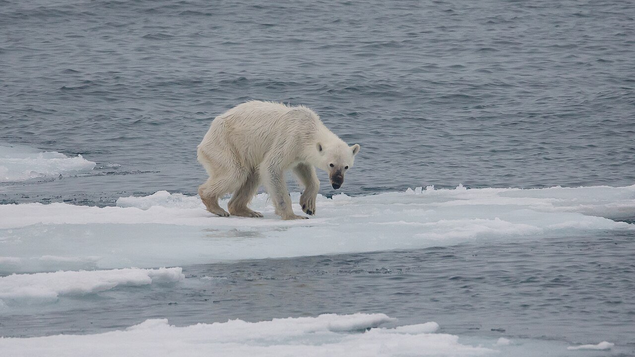 Svalbard vs Mainland Norway: Which Arctic Destination to Choose