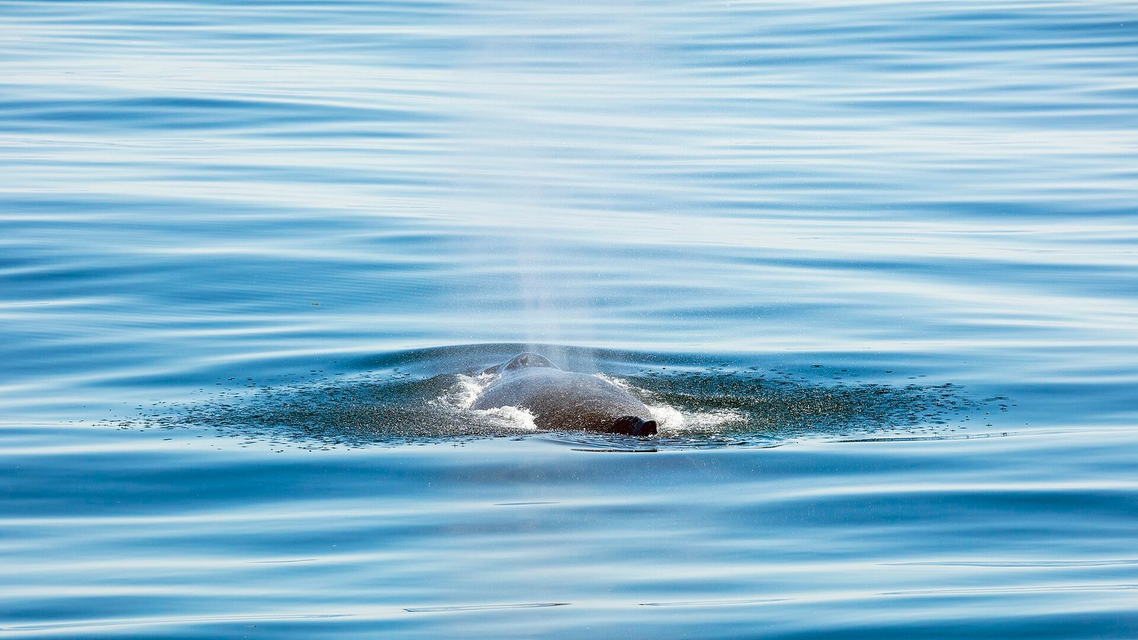 Whale Watching Norway in Winter: Orcas and Humpbacks in the Arctic