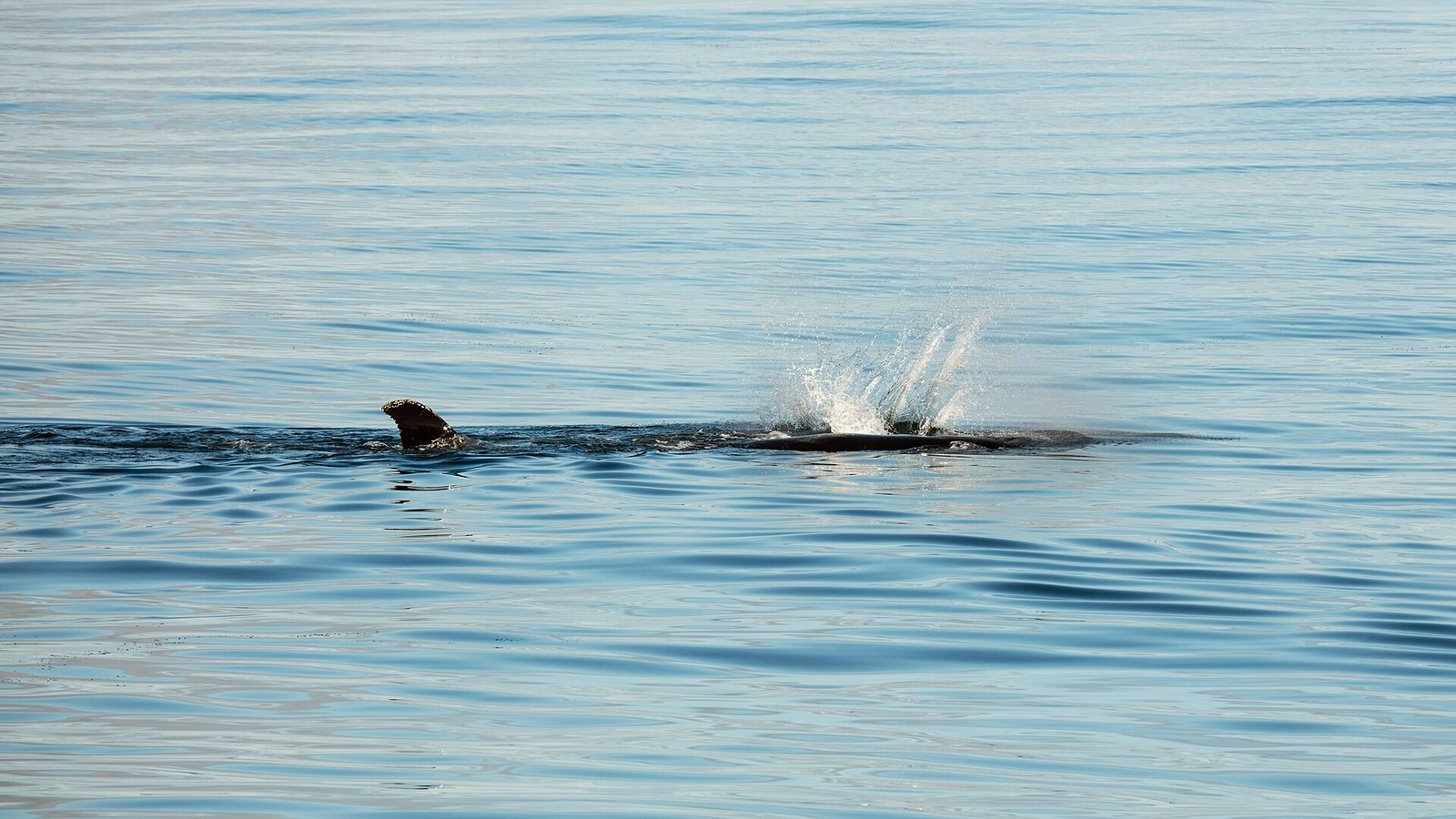 Whale Watching Tromsø: Complete Guide to Orca and Humpback Season