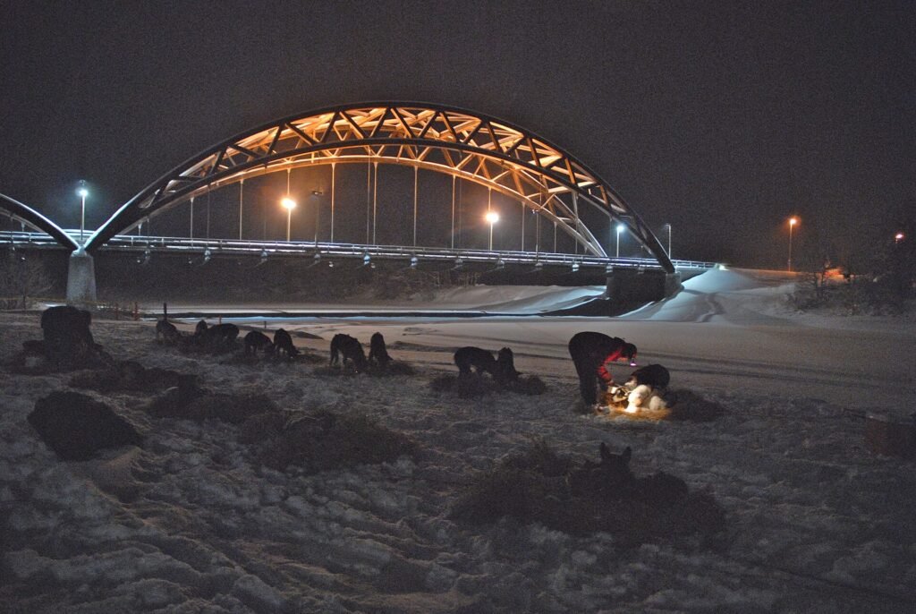 Dog Sledding Norway: Everything You Need to Know Before You Book