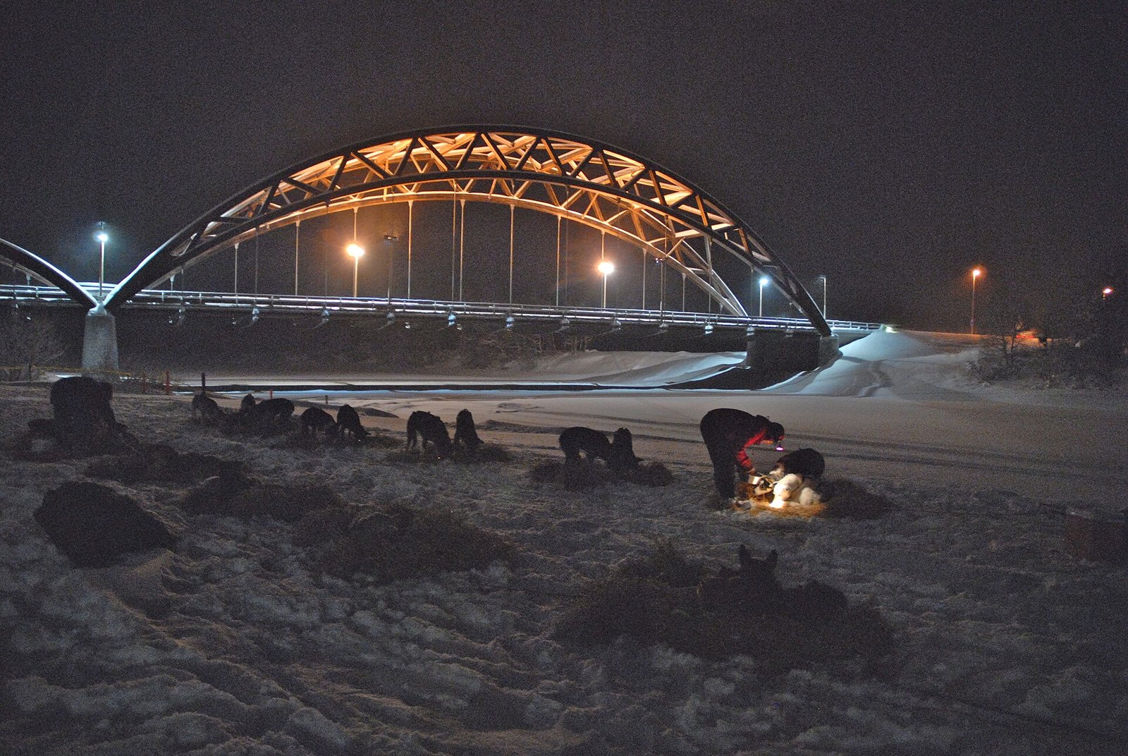 Dog Sledding Norway: Everything You Need to Know Before You Book